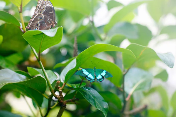 Una imagen de cierre de enfoque superficial de una hermosa mariposa — Foto de Stock