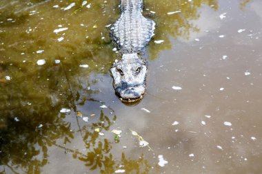 Florida sulak Amerikan timsah. Everglades Ulusal Parkı içinde Usa.