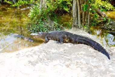 Florida sulak Amerikan timsah. Everglades Ulusal Parkı içinde Usa.