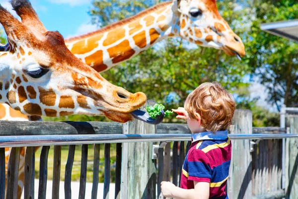 Kleine jongen jongen kijken en voeding van de giraf in dierentuin — Stockfoto