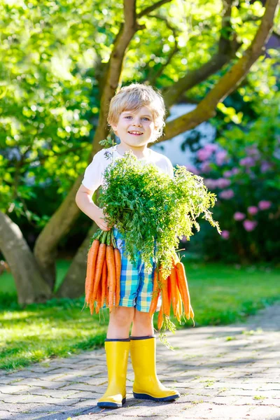 Menino adorável com cenouras no jardim doméstico — Fotografia de Stock