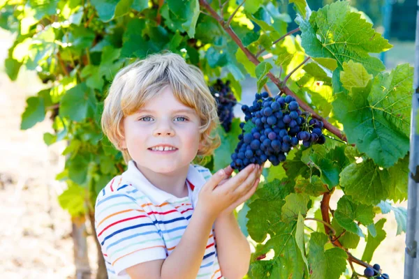 Olgun mavi üzümlü mutlu sarışın çocuk.