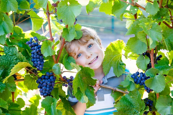 Olgun mavi üzümlü mutlu sarışın çocuk.