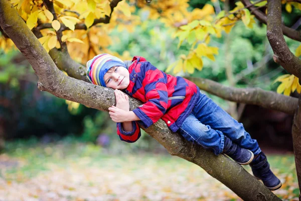 Niño pequeño en ropa colorida disfrutando de trepar en el árbol en el día de otoño —  Fotos de Stock