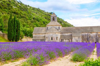 Abbey, senanque ve çiçek açan lavanta çiçekleri satırlar