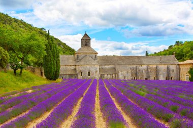 Abbey, senanque ve çiçek açan lavanta çiçekleri satırlar