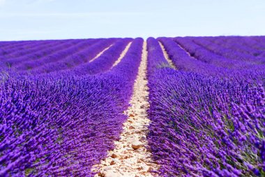 Lavanta alanları Valensole Provence, Fransa yakınındaki çiçek açan.