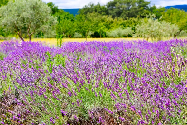 Лавандовые поля рядом с Valensole в Провансе, Франция . — стоковое фото