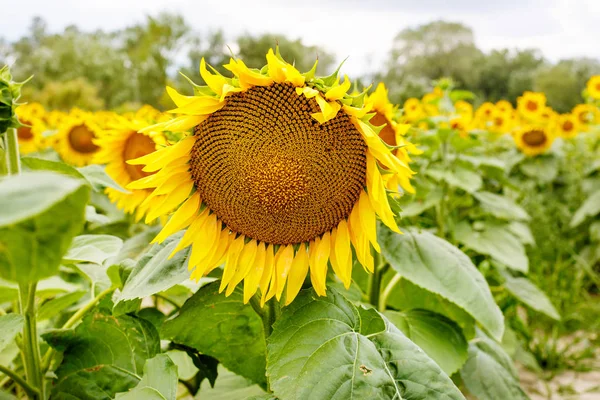 Sonnenblumenfeld, Provence in Südfrankreich. — Stockfoto