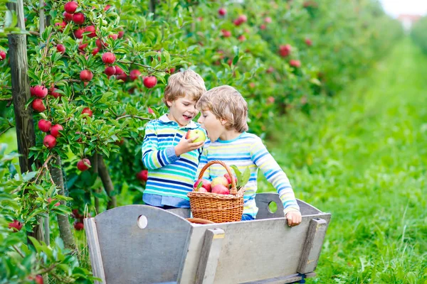 Zwei entzückende glückliche kleine Kinder Jungen pflücken und essen rote Äpfel auf dem Biobauernhof — Stockfoto