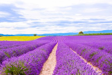 Çiçek açması lavanta ve ayçiçeği alanlarında Provence, Fransa.