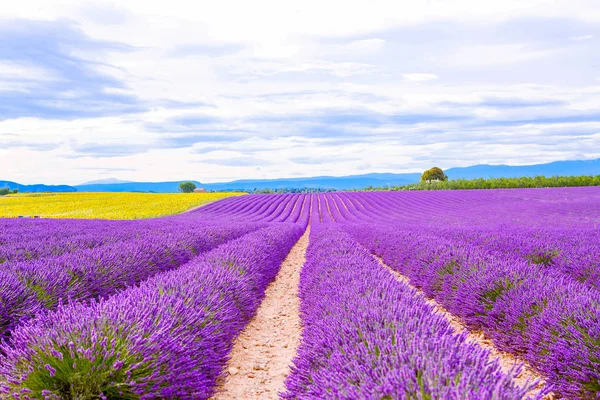 Blühende Lavendel- und Sonnenblumenfelder in der Provence, Frankreich. — Stockfoto