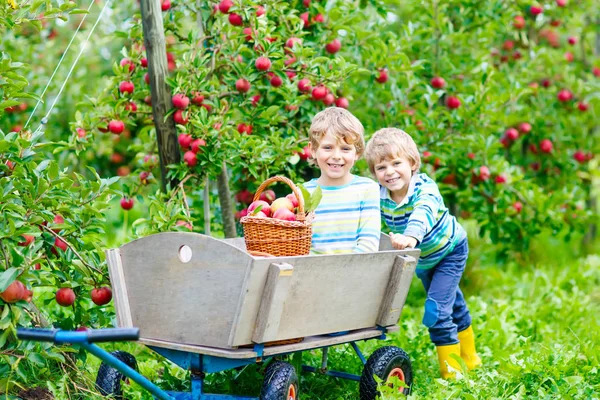 Dos niños pequeños recogiendo manzanas rojas en otoño granja — Foto de Stock