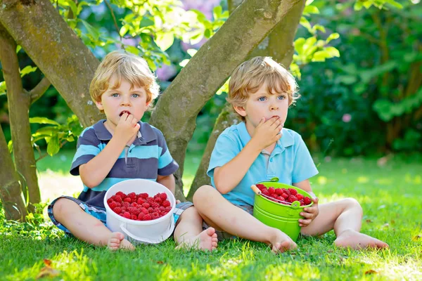 Two little friends, kid boys having fun on raspberry farm in summer