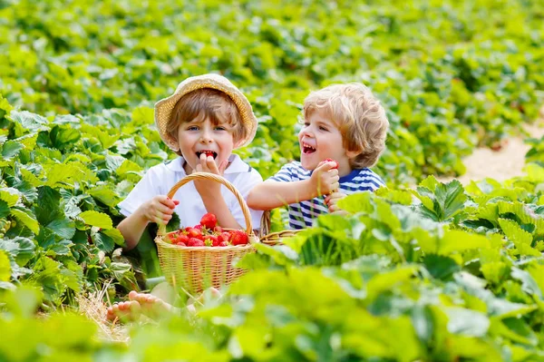 Due fratellini nella fattoria delle fragole in estate — Foto Stock