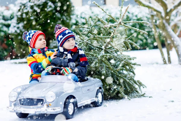 Zwei kleine Jungen fahren Spielzeugauto mit Weihnachtsbaum — Stockfoto