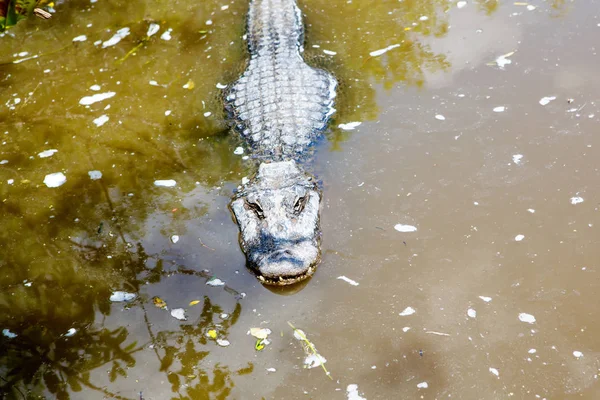 Αλιγάτορας στον υγρότοπο της Φλόριντα. Everglades National Park στις ΗΠΑ. — Φωτογραφία Αρχείου