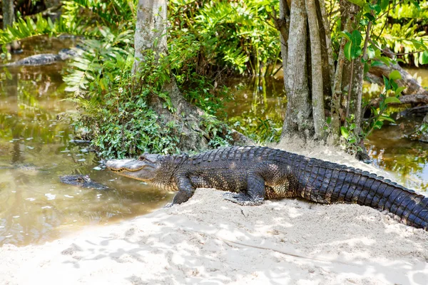 Amerikai aligátor Florida mocsári. Everglades Nemzeti Park, Amerikai Egyesült Államok. — Stock Fotó