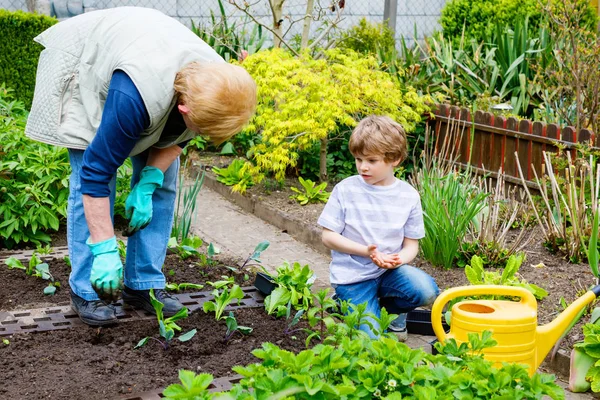 Lindo niño preescolar y la abuela plantando ensalada verde en primavera — Foto de Stock