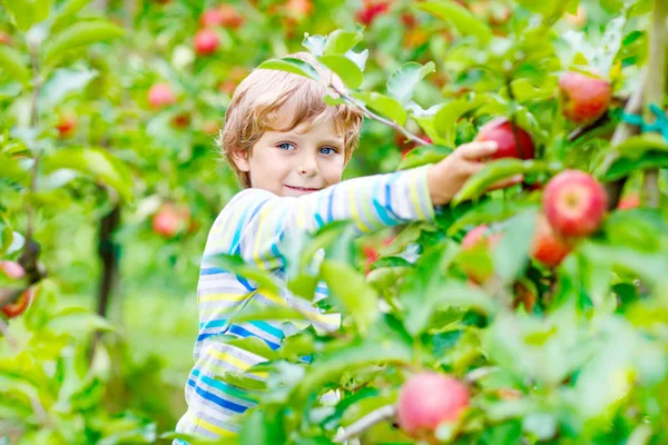 Liten pojke plockar röda äpplen på gården höst — Stockfoto