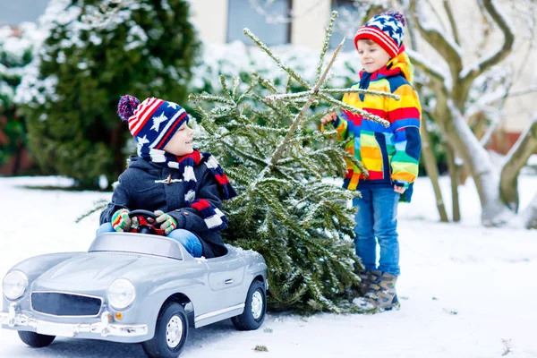 Dois meninos de criança dirigindo carro de brinquedo com árvore de Natal — Fotografia de Stock