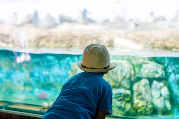 Ragazzino ammirare diversi rettili e pesci in acquario — Foto Stock