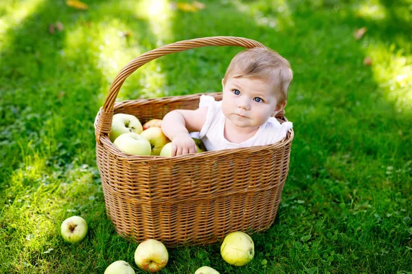 Cute baby girl sitting in basket full with ripe apples on a farm in early autumn. — Stock Photo, Image