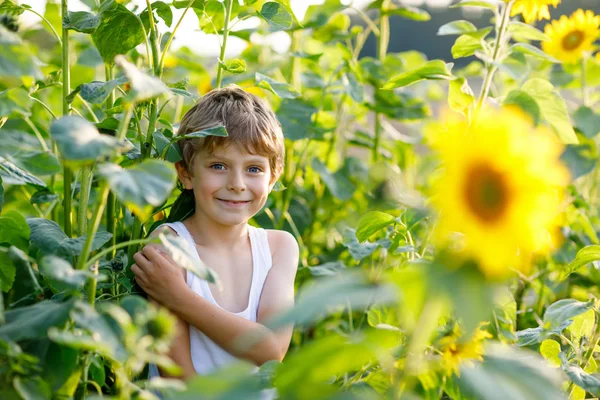 Imádnivaló kid szőke kisfiú nyári napraforgó mező szabadban — Stock Fotó