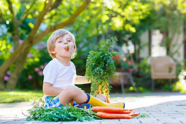 Adorable little kid boy with carrots in domestic garden — Stock Photo, Image