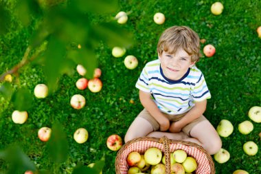 Küçük çocuk sonbaharda çiftlikte kırmızı elma topluyor.