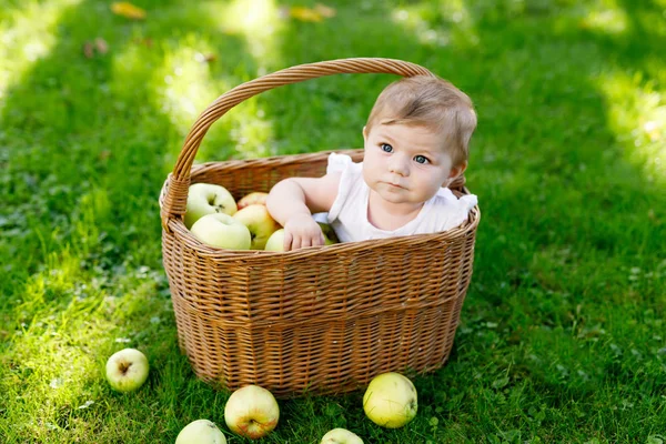 可爱的小宝贝女孩坐在篮子里满熟透了的苹果农场在初秋. — 图库照片