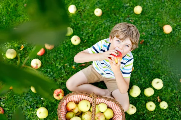 Liten pojke plockar röda äpplen på gården höst — Stockfoto