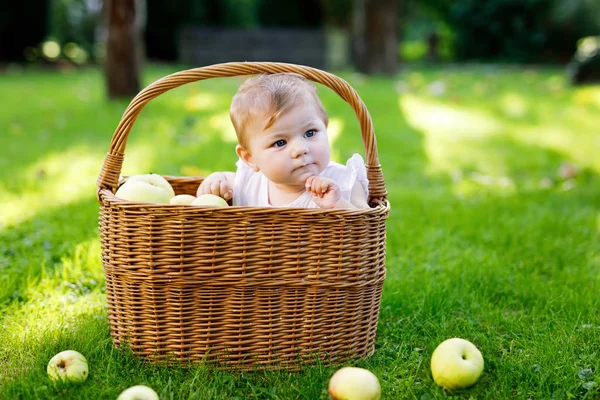 Cute baby girl sitting in basket full with ripe apples on a farm in early autumn. Royalty Free Stock Images