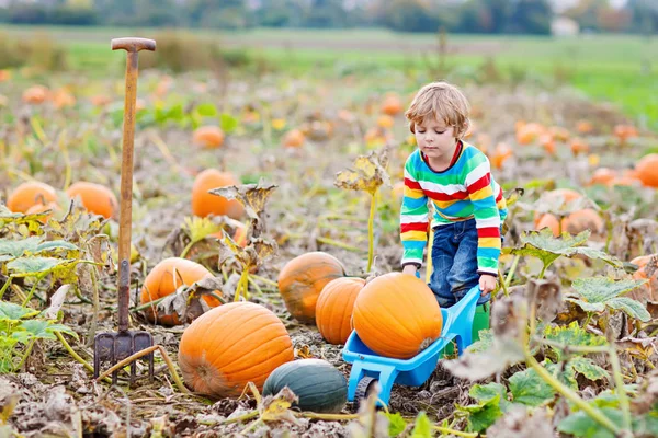 Adorable little kid boy picking pumpkins on Halloween pumpkin patch. — Stock Photo, Image