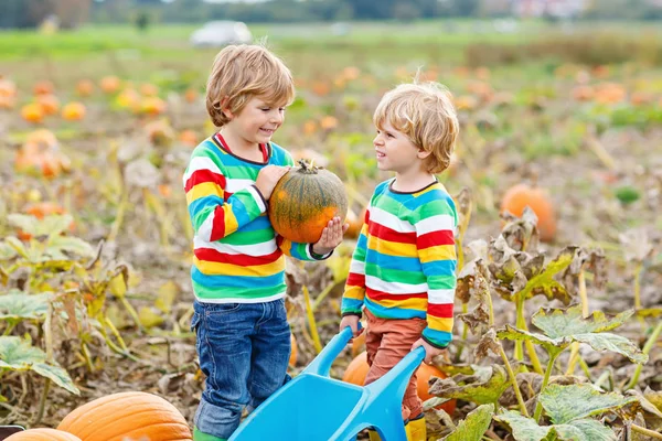 Two little kids boys picking pumpkins on Halloween or Thanksgiving pumpkin patch — Stock Photo, Image