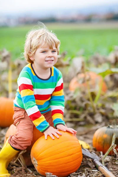 Adorable little kid boy picking pumpkins on Halloween pumpkin patch. — Stock Photo, Image