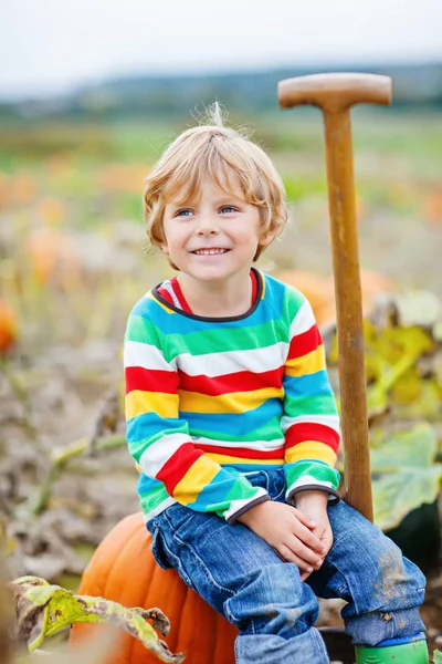 Adorable little kid boy picking pumpkins on Halloween pumpkin patch. — Stock Photo, Image