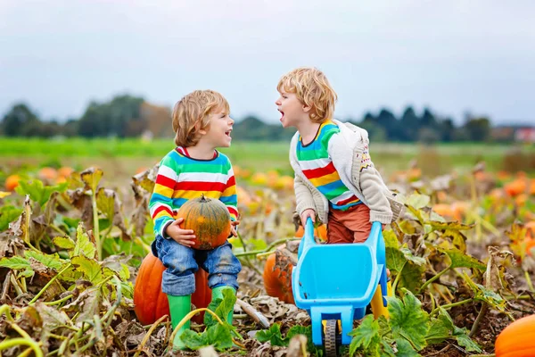 Two little kids boys picking pumpkins on Halloween or Thanksgiving pumpkin patch — Stock Photo, Image