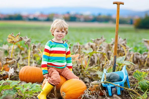 Cadılar Bayramı balkabağı tarlasında balkabağı toplayan sevimli küçük çocuk..
