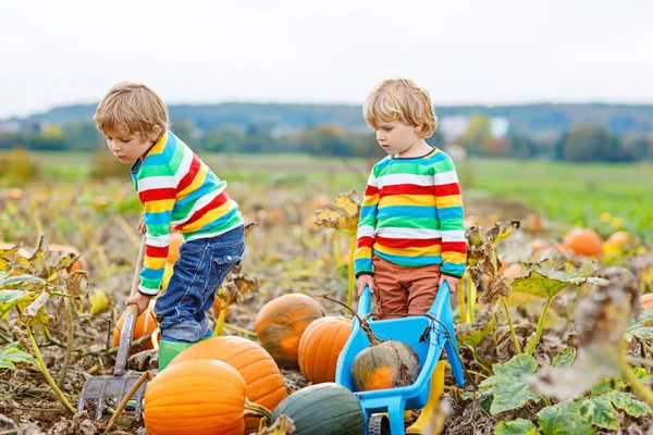 Deux petits garçons enfants cueillant des citrouilles à Halloween ou Thanksgiving patch citrouille — Photo