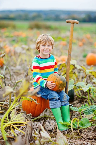 Adorable little kid boy picking pumpkins on Halloween pumpkin patch. — Stock Photo, Image