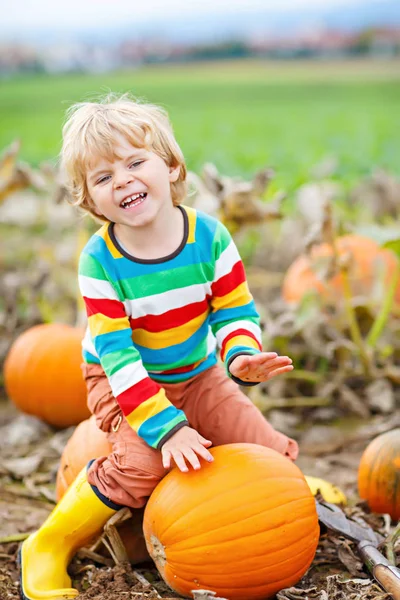 Adorable niño recogiendo calabazas en el parche de calabaza de Halloween. — Foto de Stock