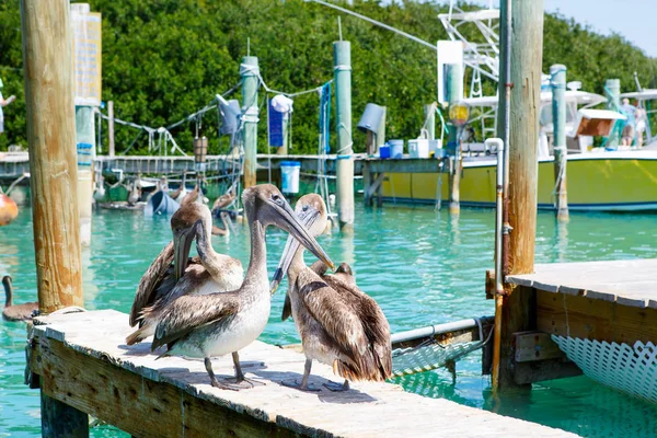 Grandes pelícanos marrones en Islamorada, Florida Keys —  Fotos de Stock