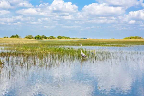 Florida wetland, Airboat ride at Everglades National Park in USA. — Stock Photo, Image