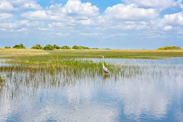 Florida podmokłych, Airboat jeździć w Everglades National Park w Stany Zjednoczone Ameryki. — Zdjęcie stockowe