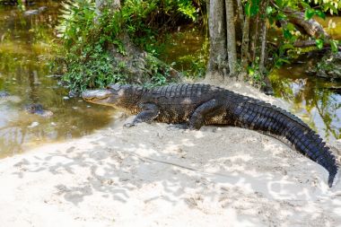 Florida sulak Amerikan timsah. Everglades Ulusal Parkı içinde Usa.