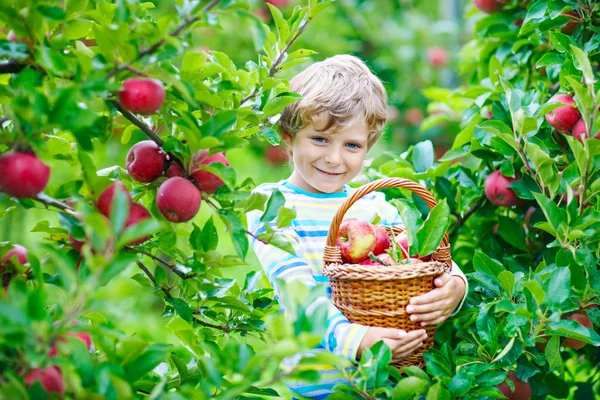 Niño pequeño recogiendo manzanas rojas en la granja otoño — Foto de Stock