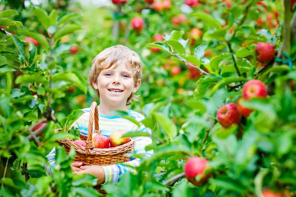 Маленький мальчик собирает красные яблоки осенью — стоковое фото