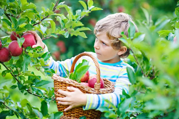 Liten pojke plockar röda äpplen på gården höst — Stockfoto