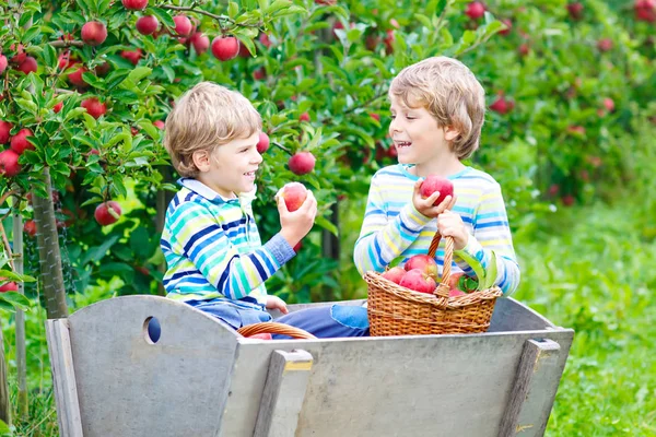 Zwei entzückende glückliche kleine Kinder Jungen pflücken und essen rote Äpfel auf dem Biobauernhof — Stockfoto